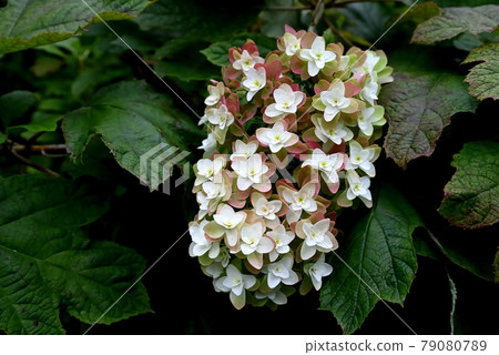 Oakleaf Hydrangea 30 79080789