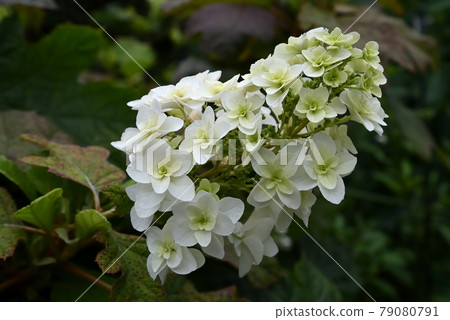 Oakleaf Hydrangea 31 79080791