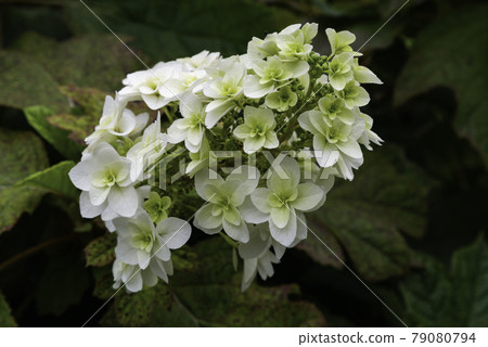 Oakleaf Hydrangea 33 79080794