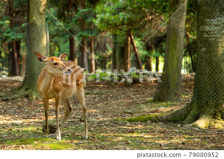 奈良觀光-奈良公園的小鹿 奈良觀光-奈良公園的小鹿 79080952