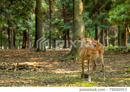 奈良觀光-奈良公園的小鹿 奈良觀光-奈良公園的小鹿 79080953