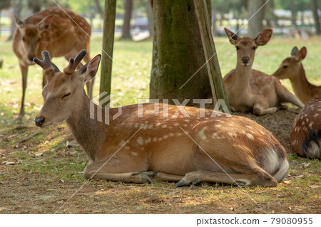 奈良觀光-奈良公園裡睡覺的鹿 79080955