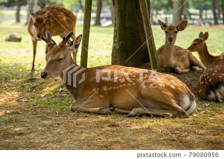 奈良觀光-奈良公園裡睡覺的鹿 79080956