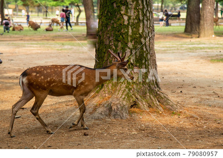 奈良觀光 鹿尋食（奈良公園） 79080957