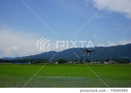 稻田 稻田 79080966
