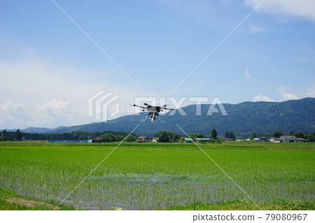 Paddy field Paddy field 79080967