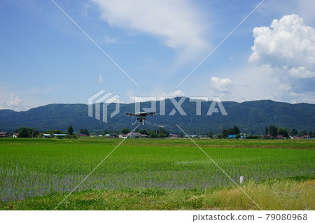 稻田 稻田 79080968