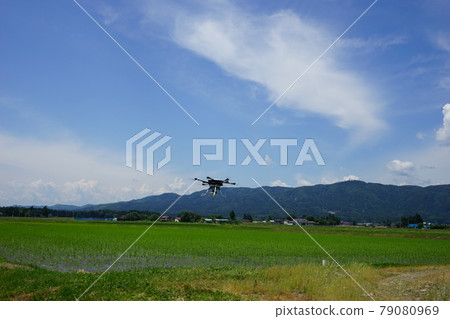 稻田 稻田 79080969