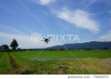 稻田 稻田 79080970