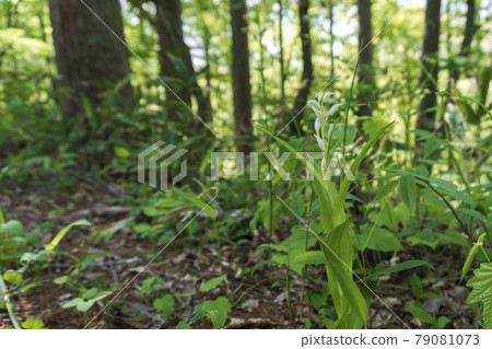 Sasabaginran在陰涼的山路上開花[長野縣八岳縣八千穗高原] 79081073