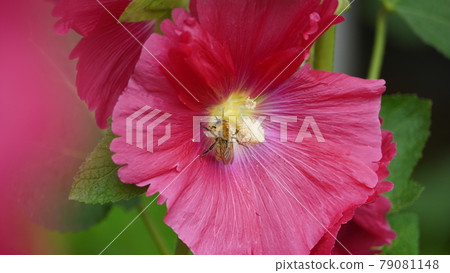 紅蜀葵上的蜜蜂 紅蜀葵上的蜜蜂 79081148