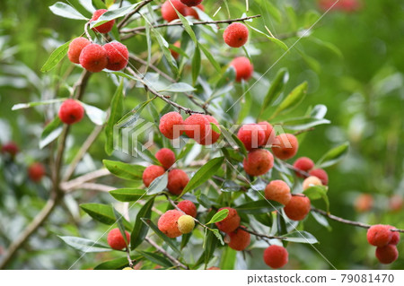 初夏的楊梅 初夏的楊梅 79081470