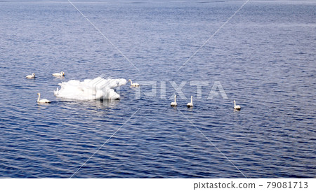 Okhotsk Sea in winter Okhotsk Sea in winter 79081713