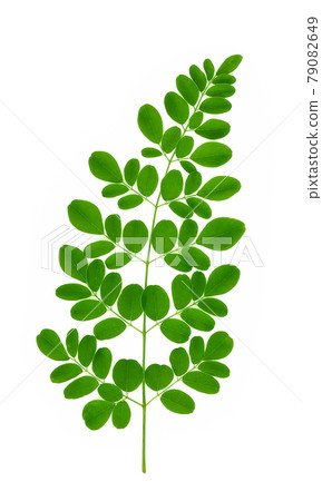 branch of green moringa leaves,Tropical herbs isolated on white background branch of green moringa leaves,Tropical herbs isolated on white background 79082649