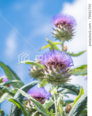 朝鮮薊花 79082795