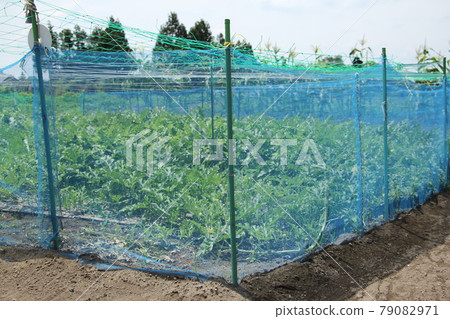 Animal invasion prevention net 79082971