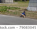 Field and child 79083045