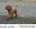 Redhead toy poodle 79083046