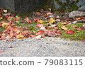 Fallen leaves  79083115