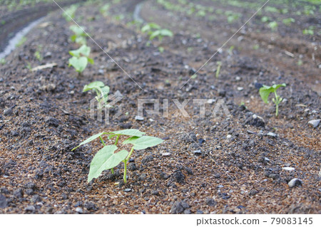 種植在田間的豆苗 種植在田間的豆苗 79083145