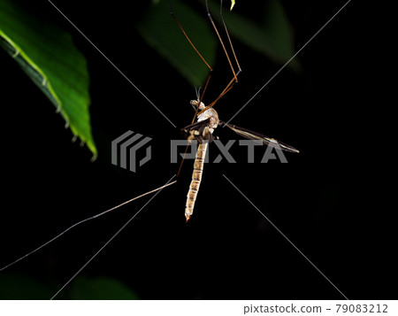 Fellow of Gagambo Fellow of Gagambo 79083212