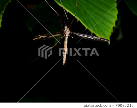 Fellow of Gagambo Fellow of Gagambo 79083213