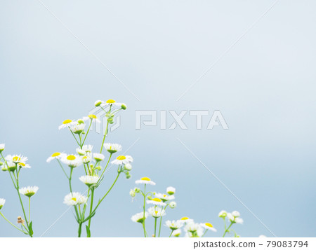 Halzion Himejoon Flower Field Halzion Himejoon Flower Field 79083794