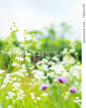 Halzion Himejoon Flower Field Halzion Himejoon Flower Field 79083795