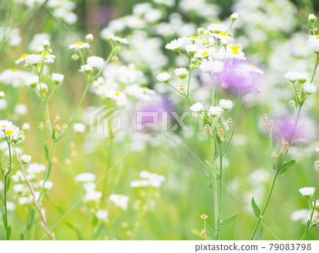 Halzion Himejoon Flower Field Halzion Himejoon Flower Field 79083798