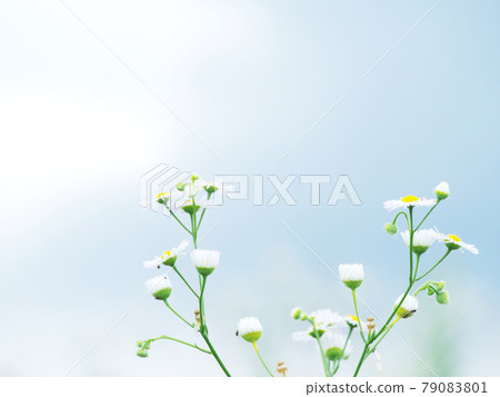 Halzion Himejoon Flower Field Halzion Himejoon Flower Field 79083801