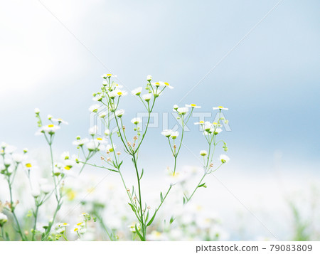 Halzion Himejoon Flower Field Halzion Himejoon Flower Field 79083809