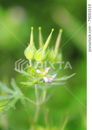 美式露(美洲天竺葵)花籽 美式露(美洲天竺葵)花籽 79083819