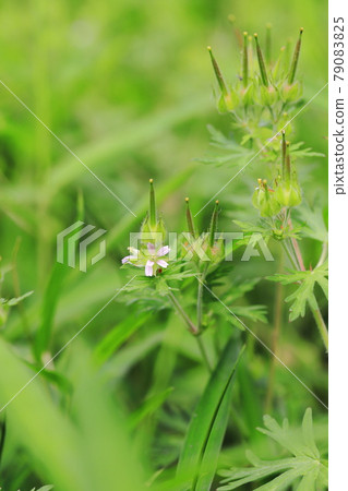 American-style dew (American geranium) flowers and seeds American-style dew (American geranium) flowers and seeds 79083825