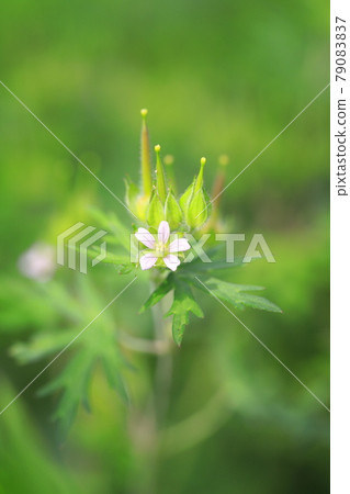 American-style dew (American geranium) flowers and seeds American-style dew (American geranium) flowers and seeds 79083837