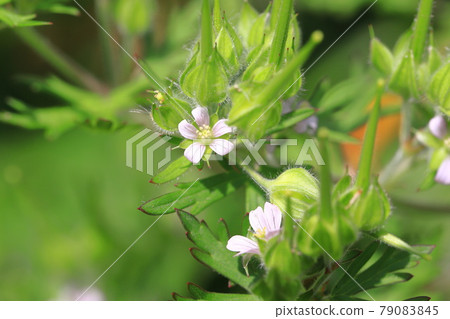 American-style dew (American geranium) flowers and seeds American-style dew (American geranium) flowers and seeds 79083845