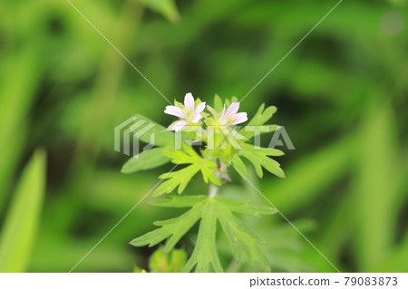 漂亮的美國露(美國天竺葵) 漂亮的美國露(美國天竺葵) 79083873