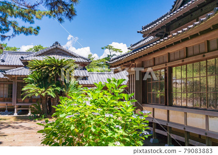 (Shizuoka Prefecture) Numazu Imperial Villa Memorial Park Hydrangea in the West Annex (Shizuoka Prefecture) Numazu Imperial Villa Memorial Park Hydrangea in the West Annex 79083883