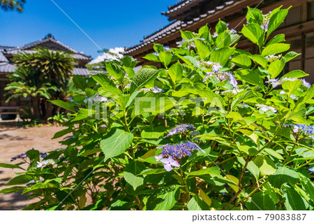 (Shizuoka Prefecture) Numazu Imperial Villa Memorial Park Hydrangea in the West Annex (Shizuoka Prefecture) Numazu Imperial Villa Memorial Park Hydrangea in the West Annex 79083887