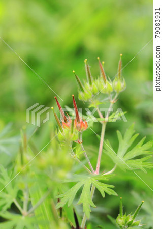 American-style dew (American geranium) Seeds that have begun to color 79083931