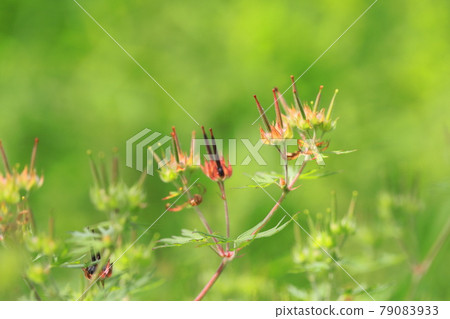 美式露（美洲天竺葵） 已開始上色的種子 79083933