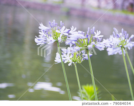 Pale purple agapanthus Pale purple agapanthus 79084034