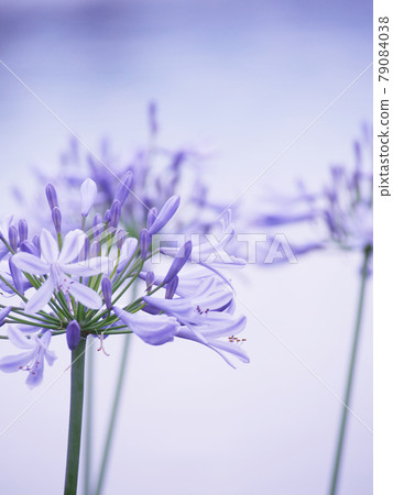 Pale purple agapanthus Pale purple agapanthus 79084038