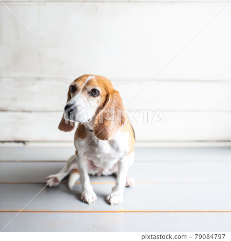 Beagle dog sitting and staring at something 79084797