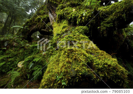 台灣,棲蘭,馬告神木,台湾、Qilan、Ma Gao Shenmu、Taiwan, 台灣,棲蘭,馬告神木,台湾、Qilan、Ma Gao Shenmu、Taiwan, 79085103