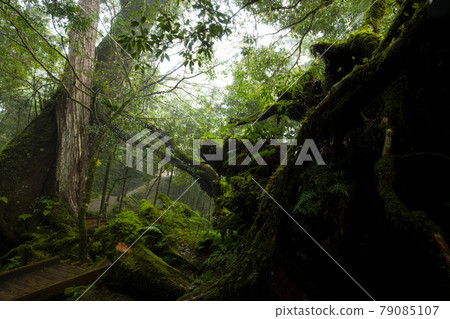 台灣,棲蘭,馬告神木,台湾、Qilan、Ma Gao Shenmu、Taiwan, 台灣,棲蘭,馬告神木,台湾、Qilan、Ma Gao Shenmu、Taiwan, 79085107