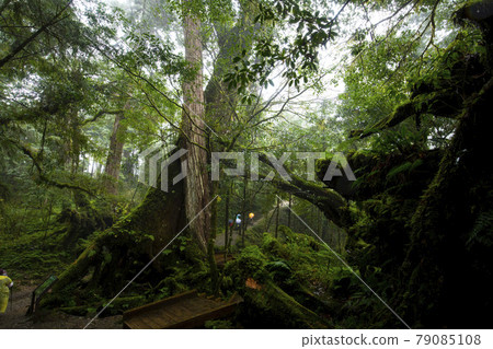 Taiwan, Qilan, Ma Gao Shenmu, Taiwan, Qilan, Ma Gao Shenmu, Taiwan, Taiwan, Qilan, Ma Gao Shenmu, Taiwan, Qilan, Ma Gao Shenmu, Taiwan, 79085108