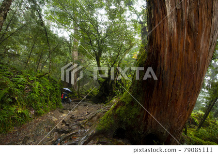 台灣,棲蘭,馬告神木,台湾、Qilan、Ma Gao Shenmu、Taiwan, 台灣,棲蘭,馬告神木,台湾、Qilan、Ma Gao Shenmu、Taiwan, 79085111