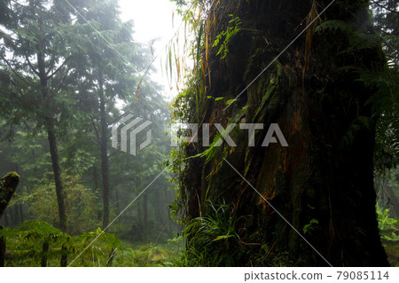 Taiwan, Qilan, Ma Gao Shenmu, Taiwan, Qilan, Ma Gao Shenmu, Taiwan, 79085114