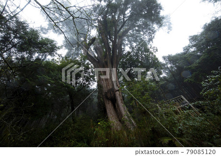 台灣，棲蘭，馬告神木，台湾、Qilan、Ma Gao Shenmu、Taiwan, 79085120