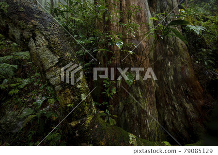 Taiwan, Qilan, Ma Gao Shenmu, Taiwan, Qilan, Ma Gao Shenmu, Taiwan, 79085129